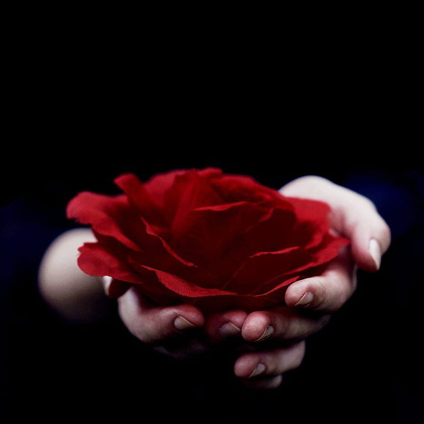 Blood Rose , collections of, Bloody Roses HD phone wallpaper