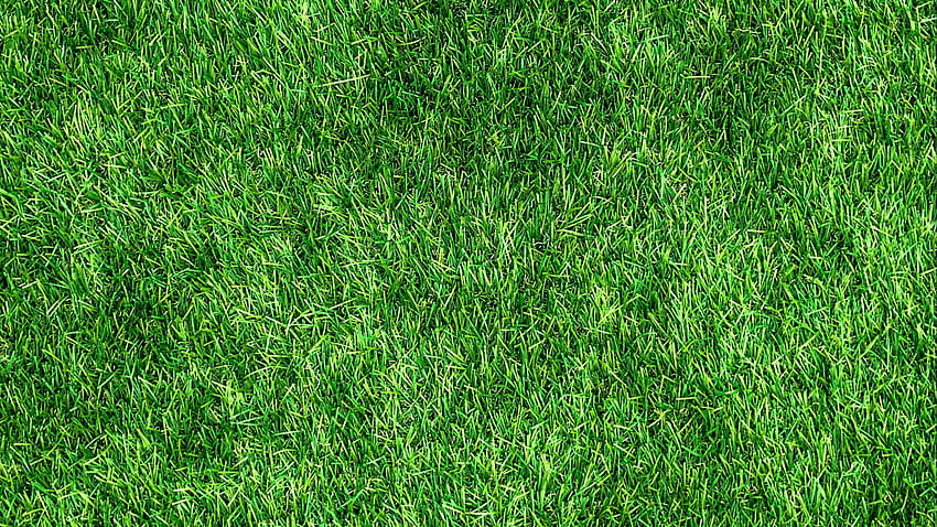lawn, grass, green, thick, surface 16:9 background HD wallpaper