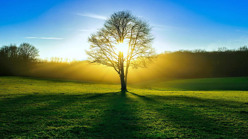 木、太陽、光、夏、森。 自然と風景 高画質の壁紙