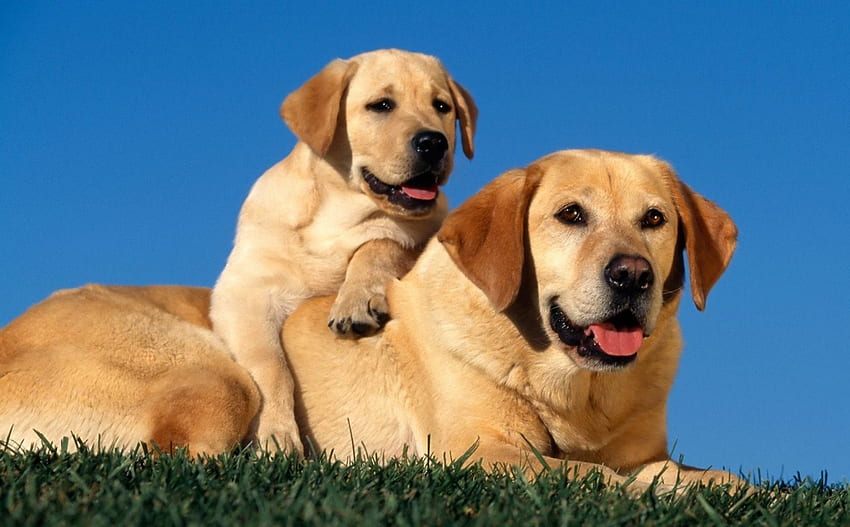 cachorros, doce, cachorros, fofo, lindo, brincalhão, cachorro brincalhão, cachorro, cara de cachorro, bonita, animais, cara, adorável papel de parede HD