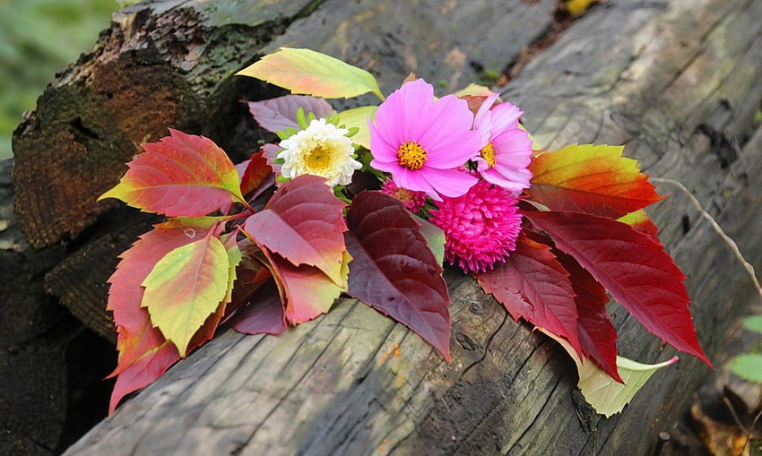 Musim gugur masih hidup, penuh warna, alami, bagus, musim gugur, musim gugur, taman, berry, indah, taman, masih hidup, daun, kayu, cantik, alam, bunga, indah, dedaunan Wallpaper HD