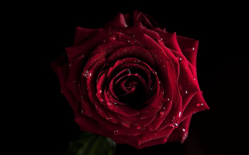 Krople, Ciemny, Kwiat Róży, Róża, Płatki, Pączek, Cień Tapeta HD
