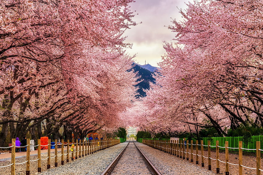 Le migliori città di fiori di ciliegio nel mondo: dove vedere i fiori di ciliegio, l'albero in fiore giapponese Sfondo HD