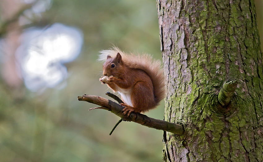 Red Squirrel on Tree Limb, day, limb, animals, red, nature, squirrel, tree HD wallpaper