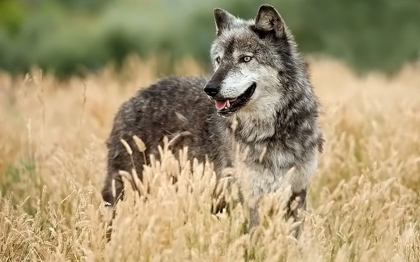 동물, 잔디, 늑대, 사냥, 수렵, 밖을 내다보다 HD 월페이퍼