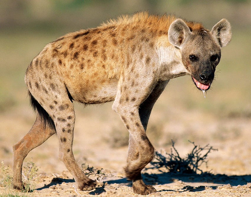 As with most mammalian predators, the spotted hyena is typically shy in the presence of humans, except during the night, when hy. Animals wild, Hyena, Big animals, Crazy Hyena HD wallpaper