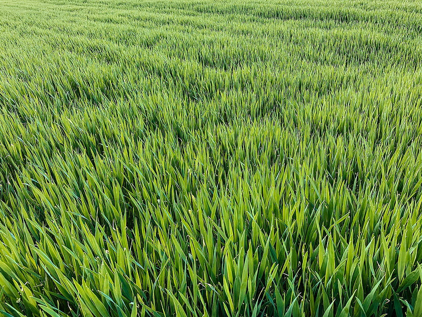 Long Grass Field Stock, Tall Grass HD wallpaper