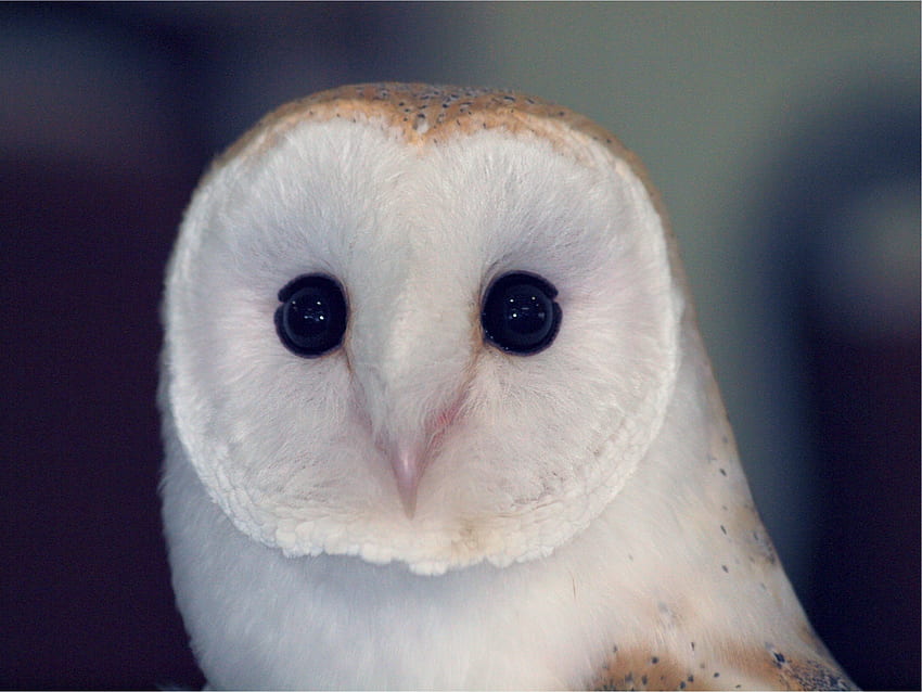 สัตว์ นกฮูก นก ตา นักล่า สี อันตราย Barn Owl Sipucha วอลล์เปเปอร์ HD