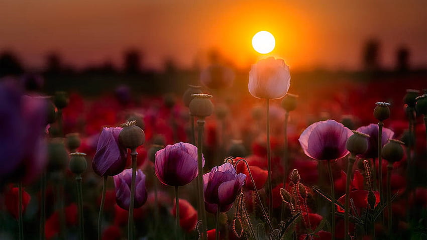 Poppy Sunset, flowers, evening, field, colors, landscape, trees HD wallpaper