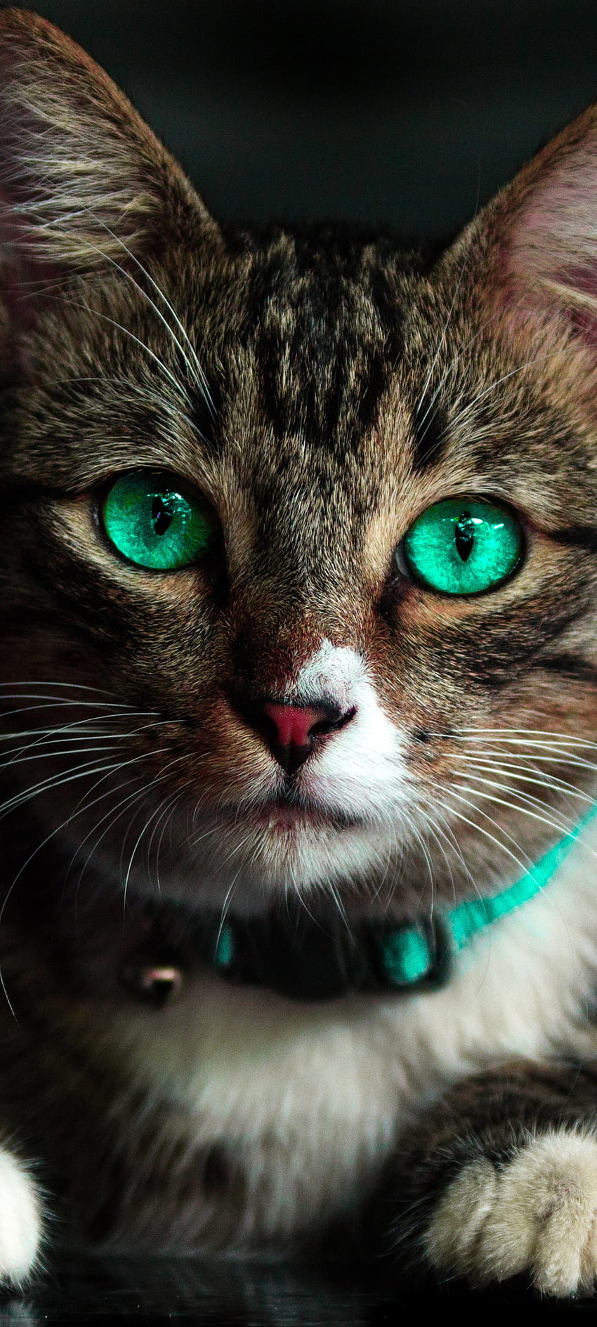 고양이 녹색 눈, 눈, 아름다운, 동물, 청록색, 에메랄드 HD 전화 배경 화면