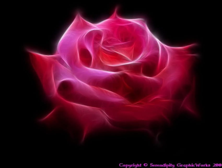 Fractal rose, rose, fractal HD wallpaper