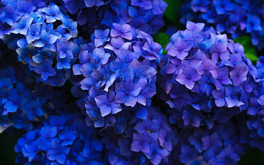 blue hydrangea, beautiful flowers, blue buds, close-up, Hydrangea macrophylla, hydrangea HD wallpaper