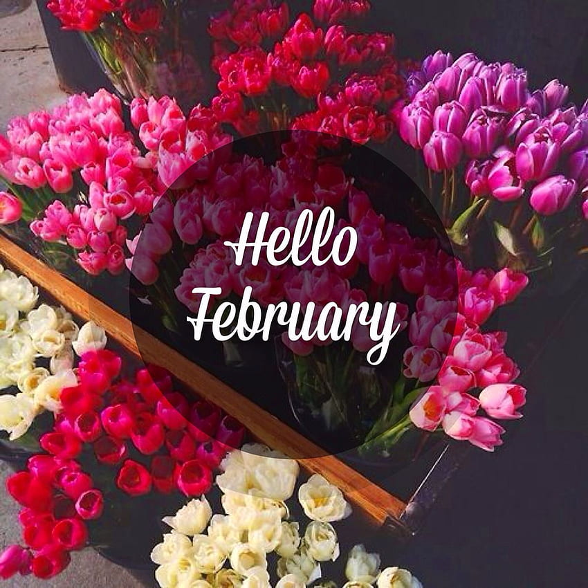 Hola febrero. Bienvenido febrero, Hola citas de febrero, Febrero fondo de pantalla del teléfono