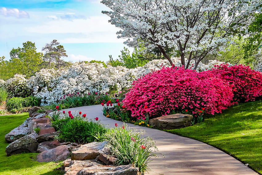สวนฤดูใบไม้ผลิ เส้นทาง สวน ไม้ดอก สวยงาม ดอกทิวลิป ฤดูใบไม้ผลิ ต้นไม้ กลิ่นหอม เดิน สวน ความสดชื่น บุปผา เบ่งบาน กลิ่น ตรอก วอลล์เปเปอร์ HD