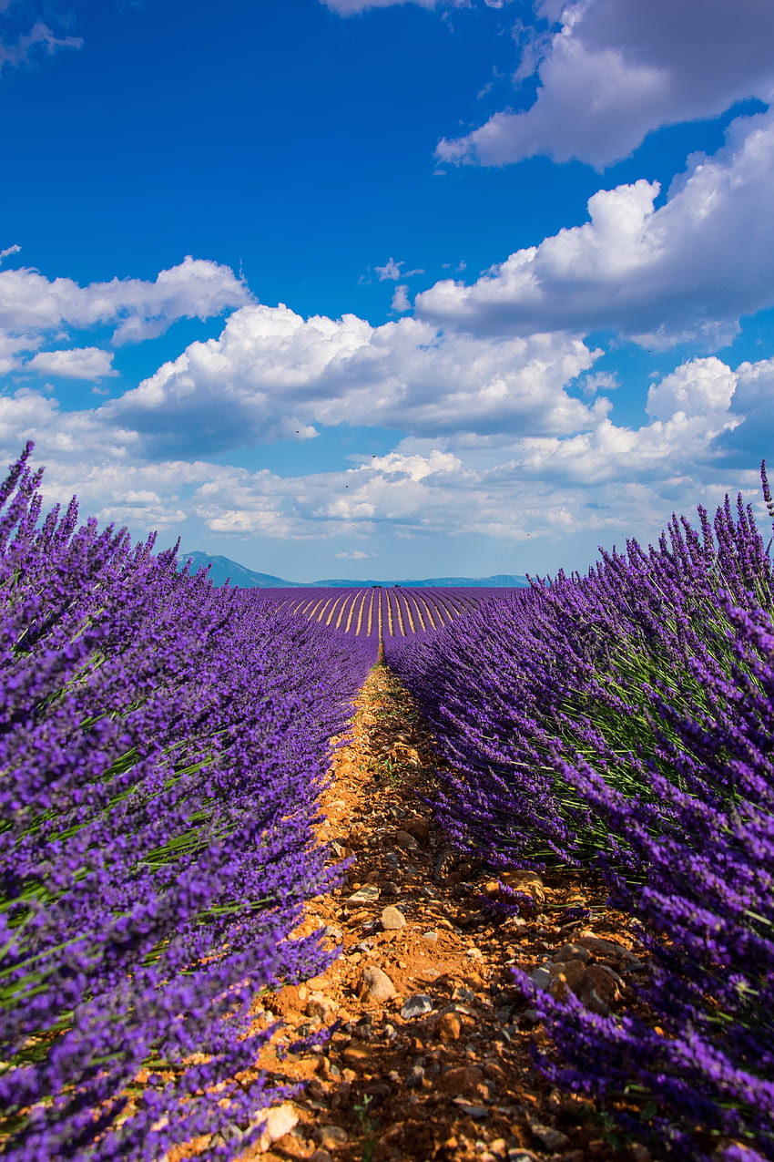 Lavendel, Natur, Himmel, Blüte, Blüte, Feld HD-Handy-Hintergrundbild