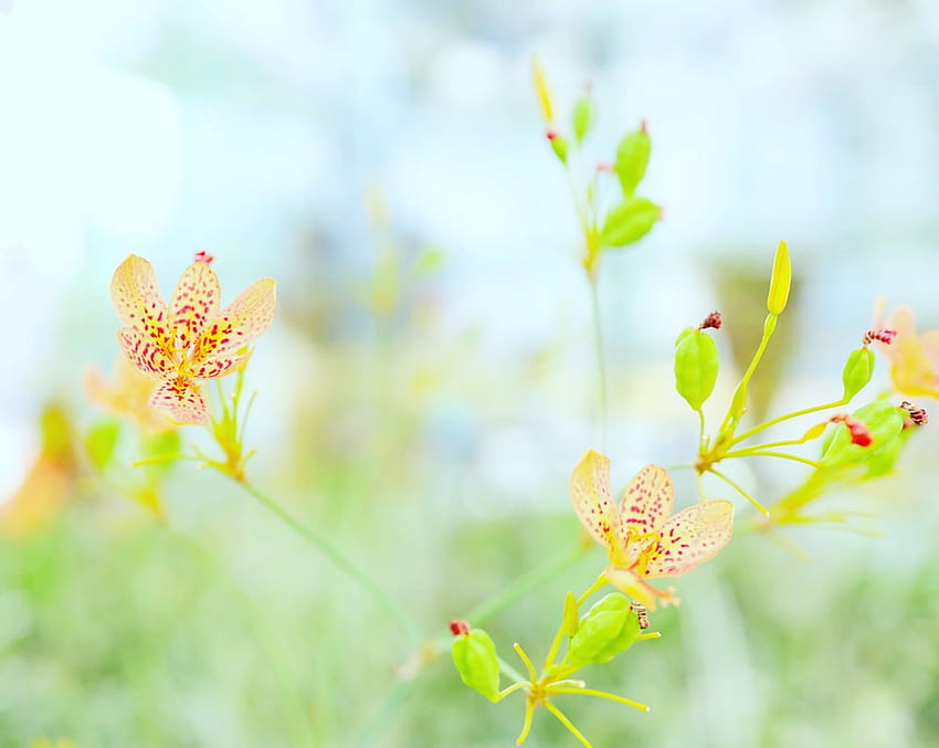 оранжево и жълто цвете в обектив със смяна на наклона – Plant on Unsplash, Peaceful Flowers HD тапет
