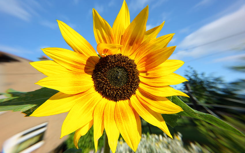 Pure Sunflower, blue, yellow, sky, sunflower, pure HD wallpaper