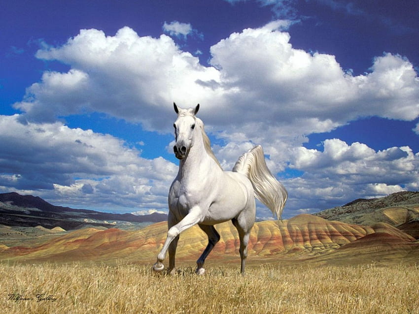 running , grass, horse, sky, field HD wallpaper