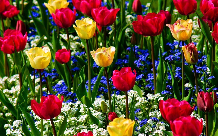 Flowers, Tulips, Beauty, Greens, Mood, Forget-Me-Nots HD wallpaper