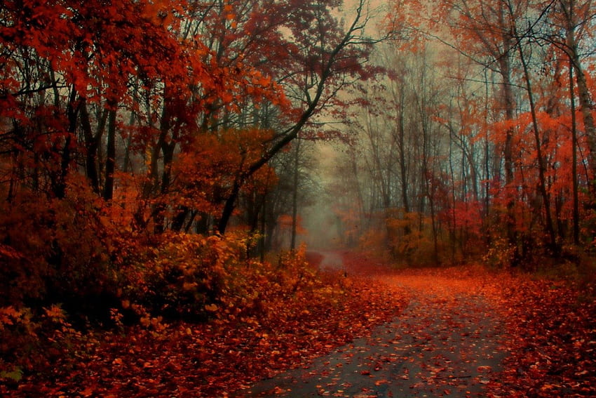 Мъгливо утро, листа, утро, дървета, есен, мъгливо HD тапет