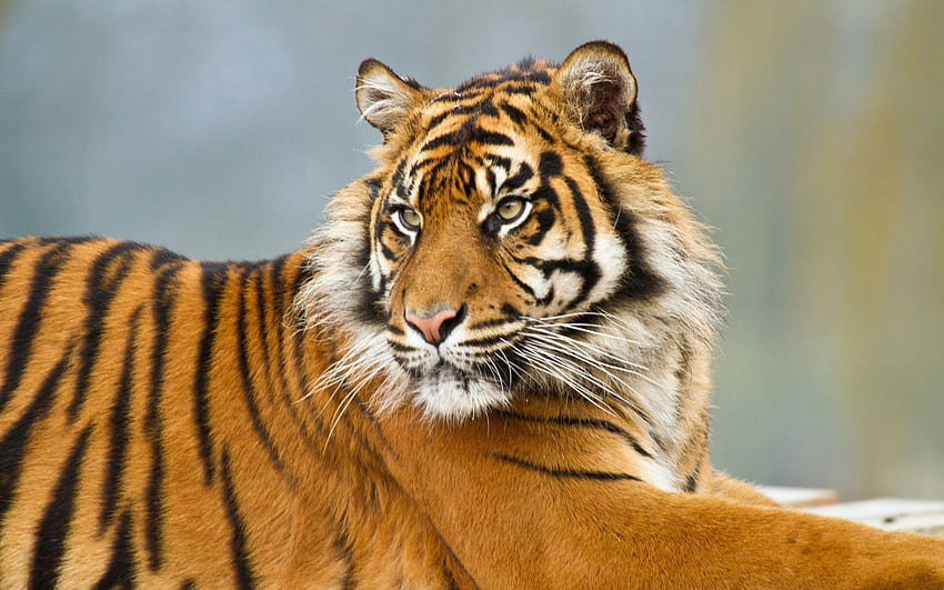 สัตว์ ลายทาง นักล่า แมวตัวใหญ่ เสือโคร่ง วอลล์เปเปอร์ HD