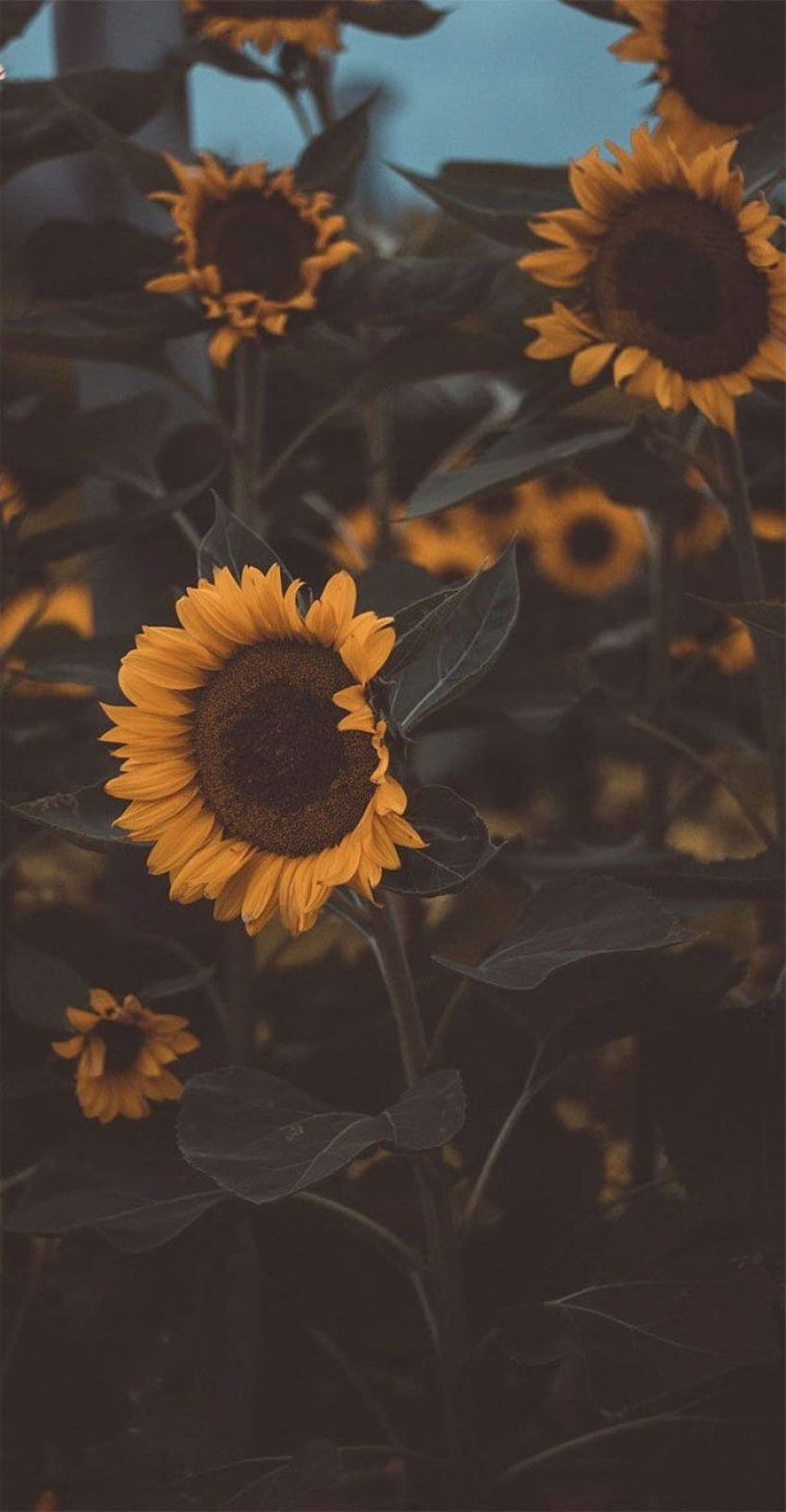 Page 4 | summer sunflowers HD wallpapers | Pxfuel