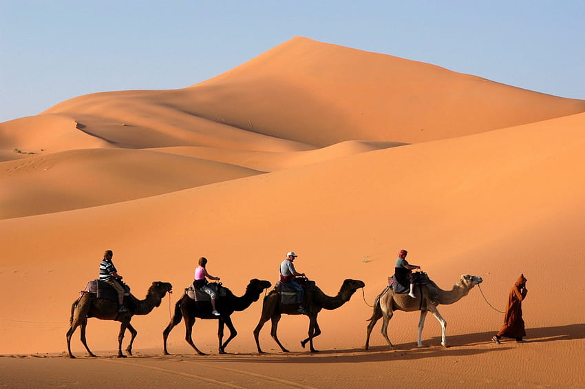 Camel, Desert Camel HD wallpaper