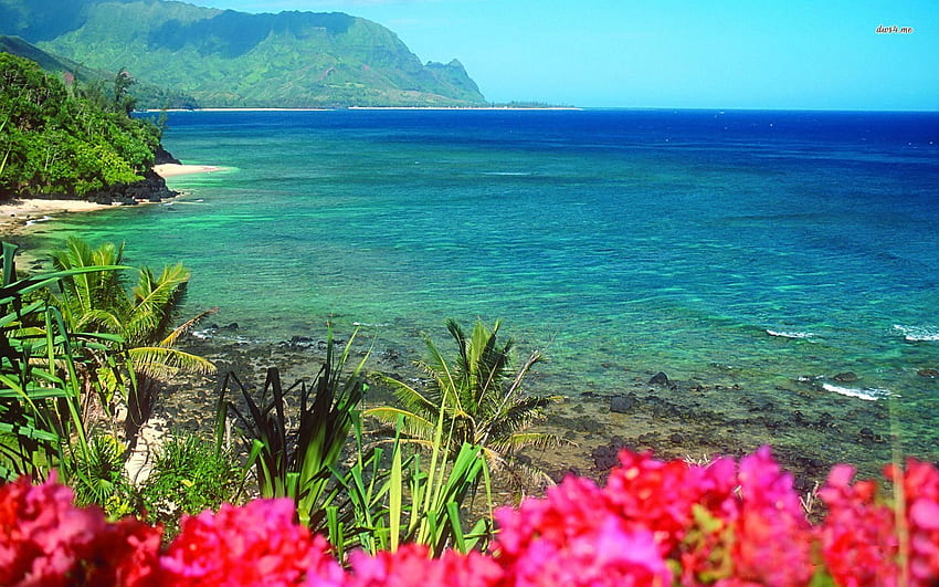 PICZAR: Hawaii Flowers Beach, Hawaiian Christmas HD wallpaper