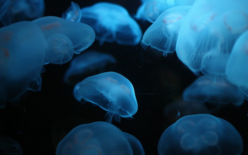 Animals, Jellyfish, Underwater World, To Swim, Swim HD wallpaper