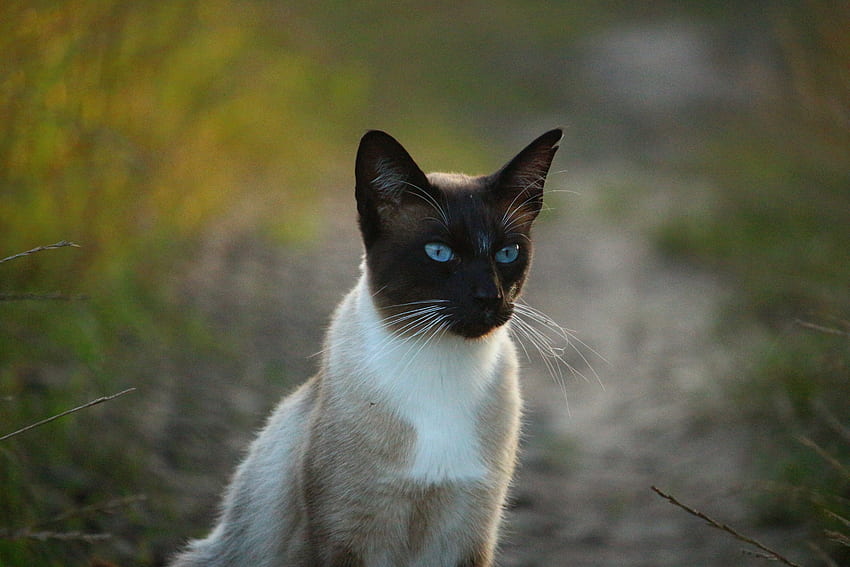 Zwierzęta, kot, niebieskooki, niebieskooki, kot syjamski Tapeta HD
