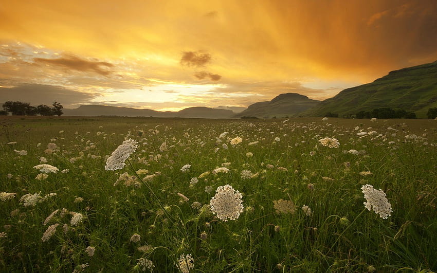 ธรรมชาติ พระอาทิตย์ตก ฟิลด์ สมุนไพร Herbage ช่อดอก ช่อดอก วอลล์เปเปอร์ HD
