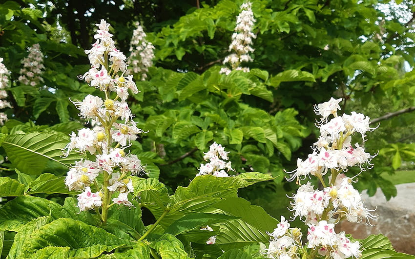 Chestnut Blossoms สีขาว เกาลัด ฤดูใบไม้ผลิ ดอก ต้นไม้ วอลล์เปเปอร์ HD