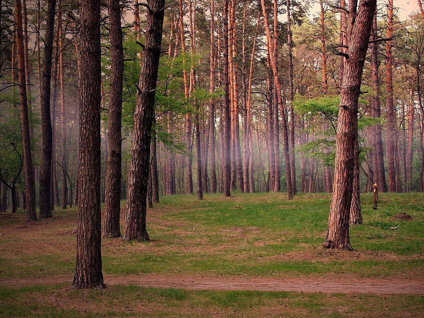 Природа, дървета, гора, мъгла, стволове HD тапет