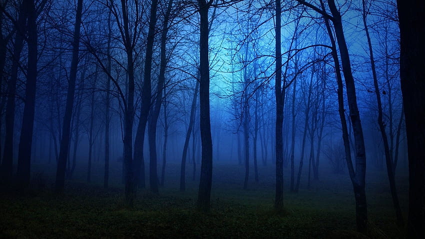 Forest nature tree landscape night fog mist dark spooky . HD wallpaper