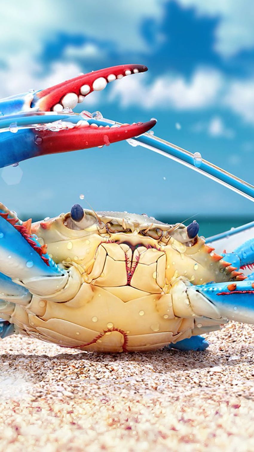 colorful crab sea creature for HD phone wallpaper