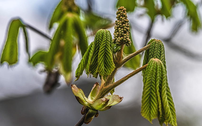 Chestnut in Spring, leaves, chestnut, Poland, spring, tree HD wallpaper