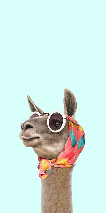 Happy lama wallpaper - Animal wallpapers - #25701