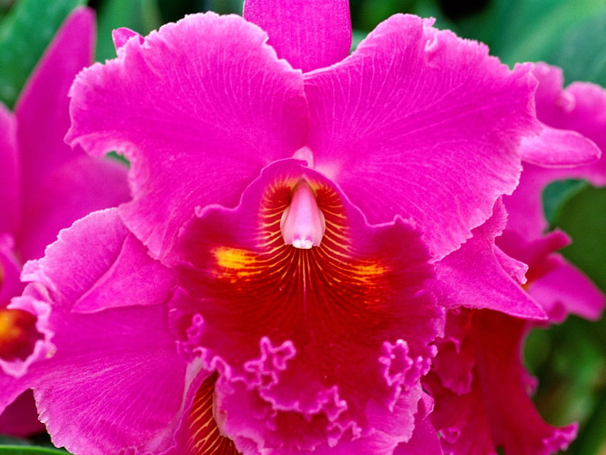 bunga anggrek, цвете, цъфтящи растения, венчелистче, растение, розово, магента, виолетово, Cattleya labiata, лилаво, молец орхидея HD тапет