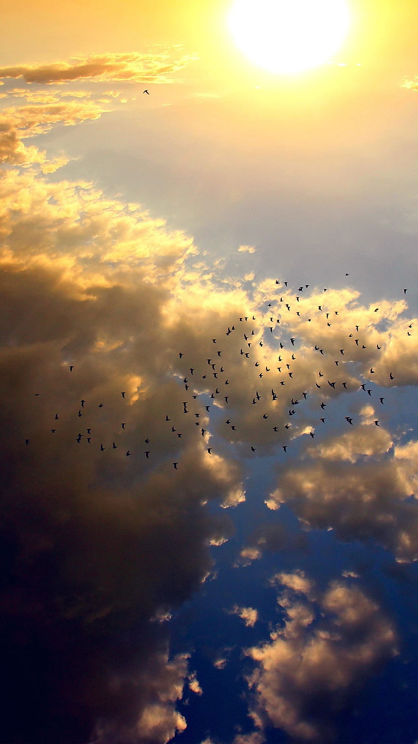 iPhone 6 . Himmel Vogel Fliege Sommer, Sonne HD-Handy-Hintergrundbild