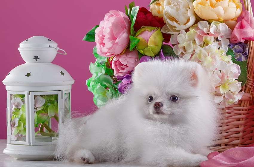 Cute white pomeranian spitz, sweet, pomeranian, cute, basket, still life, puppy, flower, adorable, lantern, spitz HD wallpaper