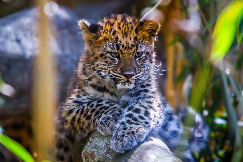 สัตว์ หนุ่ม เสือดาว นักล่า สายตา ความคิดเห็น Joey วอลล์เปเปอร์ HD