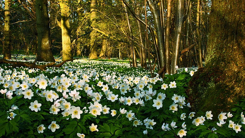 Wood Anemone, trees, flowers, forest, blossoms, spring HD wallpaper