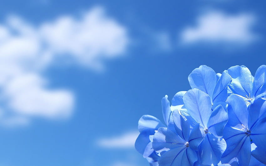 フローラル、ブルーの審美的な花 高画質の壁紙