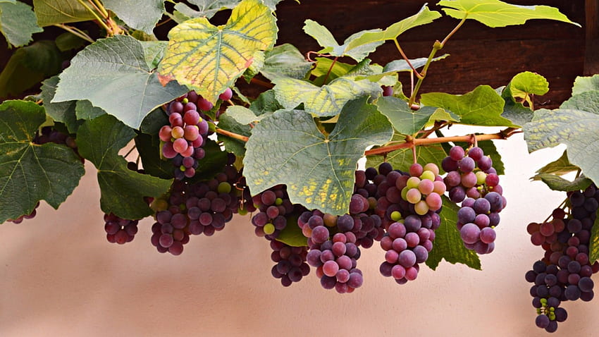Grapes, leaves, vine, red HD wallpaper
