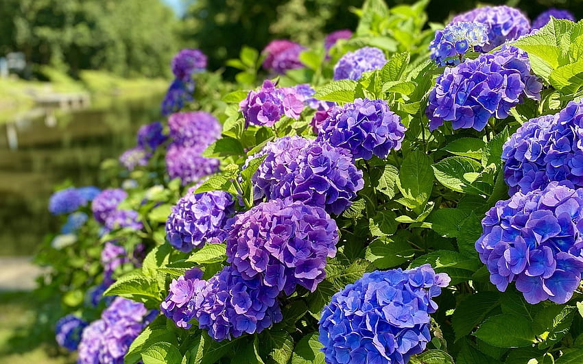 Hortensje, niebieski, fioletowy, kwiaty Tapeta HD