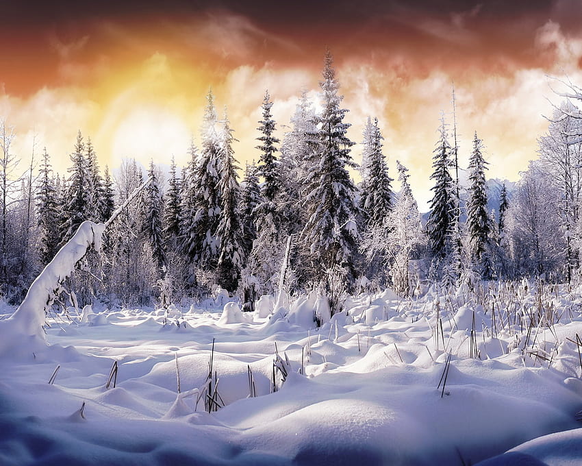 Tierra Invierno, invierno, increíble, plantas, pinos, oro, agradable, tierra, marrón, nieve, árboles, increíble, blanco, congelado, puestas de sol, paisaje, reflejado, amaneceres, bosques, hermoso, estaciones, naranja, helado, amarillo, fresco , naturaleza, cielo, hielo fondo de pantalla