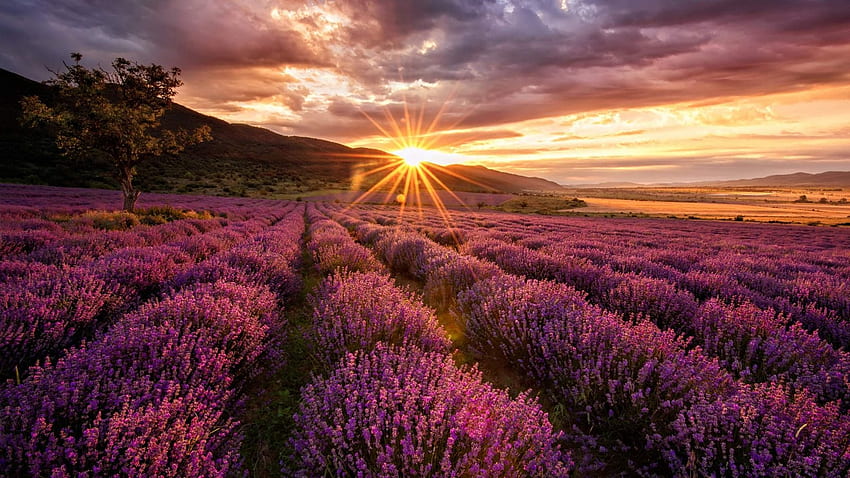 พระอาทิตย์ขึ้นเหนือทุ่งลาเวนเดอร์ ฟิลด์ ลาเวนเดอร์ เมฆ ธรรมชาติ ดอกไม้ พระอาทิตย์ขึ้น วอลล์เปเปอร์ HD