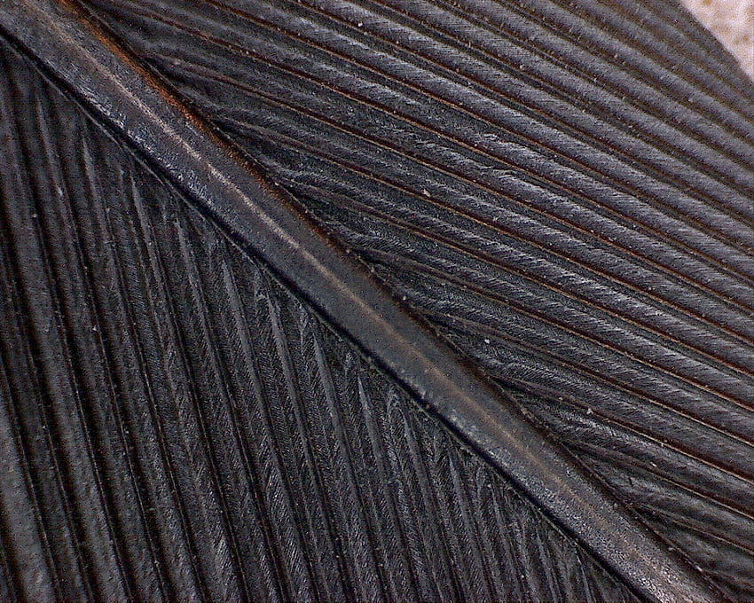 Crow feather at 50X magnification: pics HD wallpaper