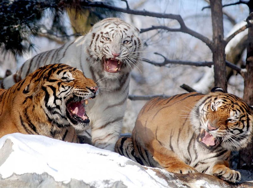 Tiger Club, бяло, тигър, сняг, котки, котка, тигри HD тапет
