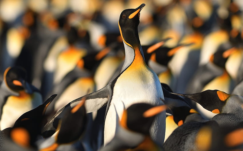 Emperor Penguins, animal, pinguins, emperor, bird HD wallpaper